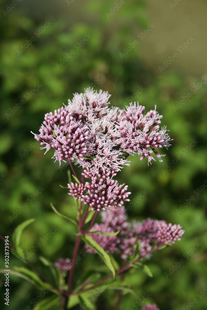 Wild pink flowers of Hemp-agrimony . Eupatorium cannabinum plant in bloom Wild pink flowers of Hemp-agrimony . Eupatorium cannabinum plant in bloom