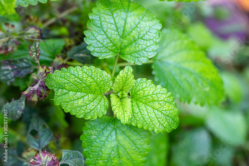 fresh milissa leaves photo