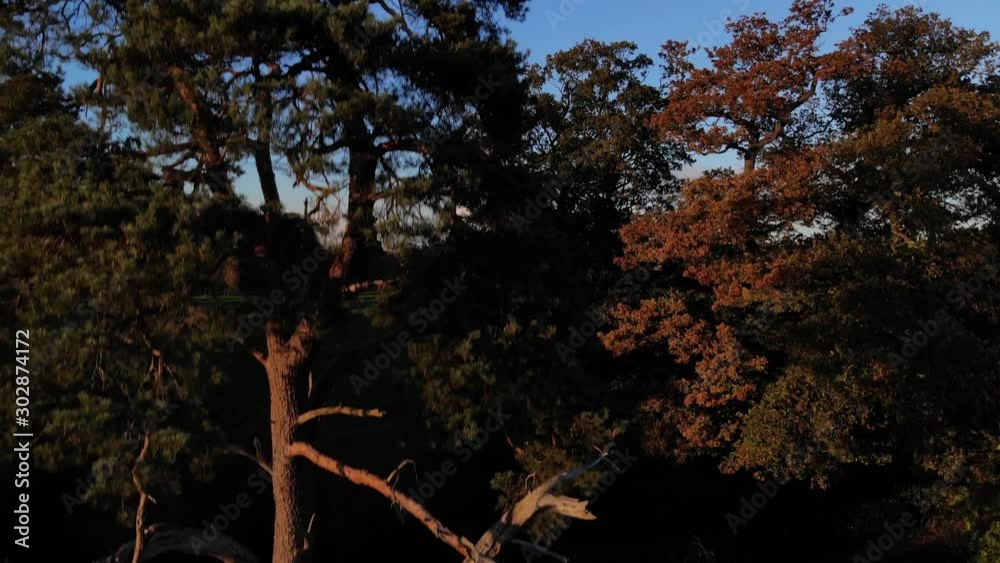 Aerial View Panning Up Scots Pine Tree To Beautiful English Countryside Aerial View Panning Up Scots Pine Tree To Beautiful English Countryside