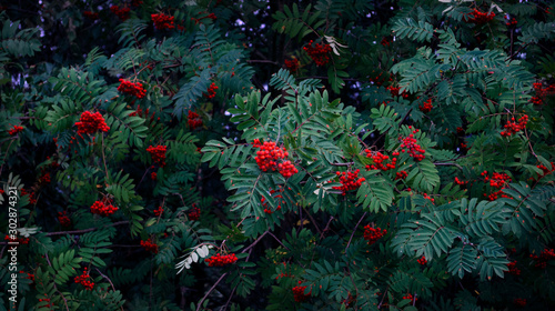 red berries by the dark green background