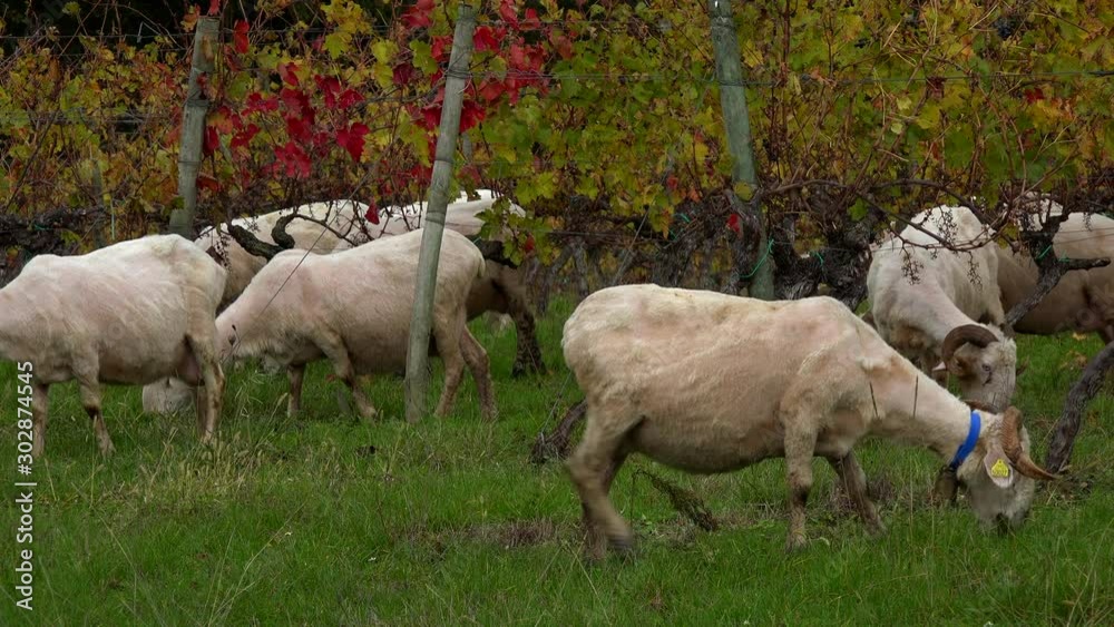 Sustainable development, Flock of sheep grazing grass in Bordeaux Vineyard Sustainable development, Flock of sheep grazing grass in Bordeaux Vineyard