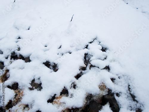 Pure white snow on the ground among the leaves of an apricot tree. snow covered ground on a winter day © patimat05