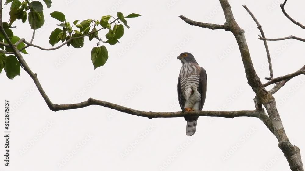 Crested Goshawk, Accipiter trivirgatus, perching on a branch of a tall tree looking around for food in the jungle of Kaeng Krachan National Park in Thailand in slow motion. Crested Goshawk, Accipiter trivirgatus, perching on a branch of a tall tree looking around for food in the jungle of Kaeng Krachan National Park in Thailand in slow motion.