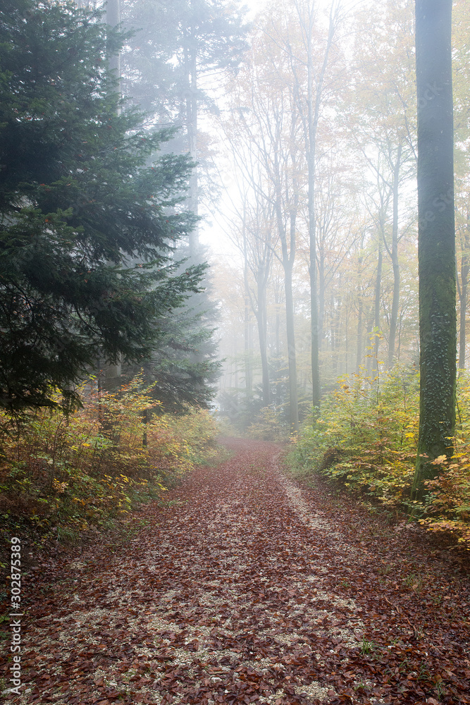 Fototapeta premium Herbstwald