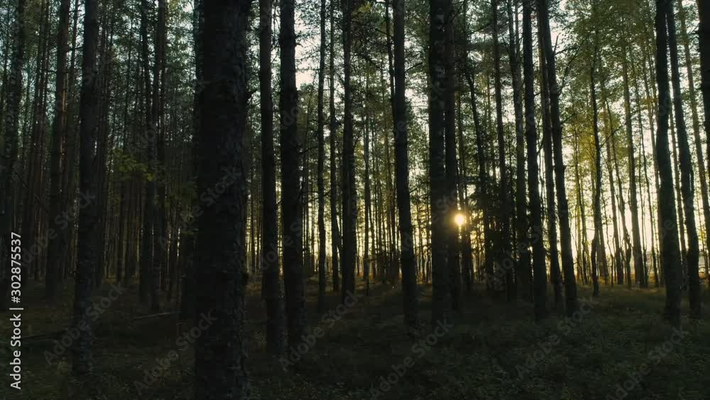 Sun shining between tree silhouettes in forest at sunrise tracking right Sun shining between tree silhouettes in forest at sunrise tracking right