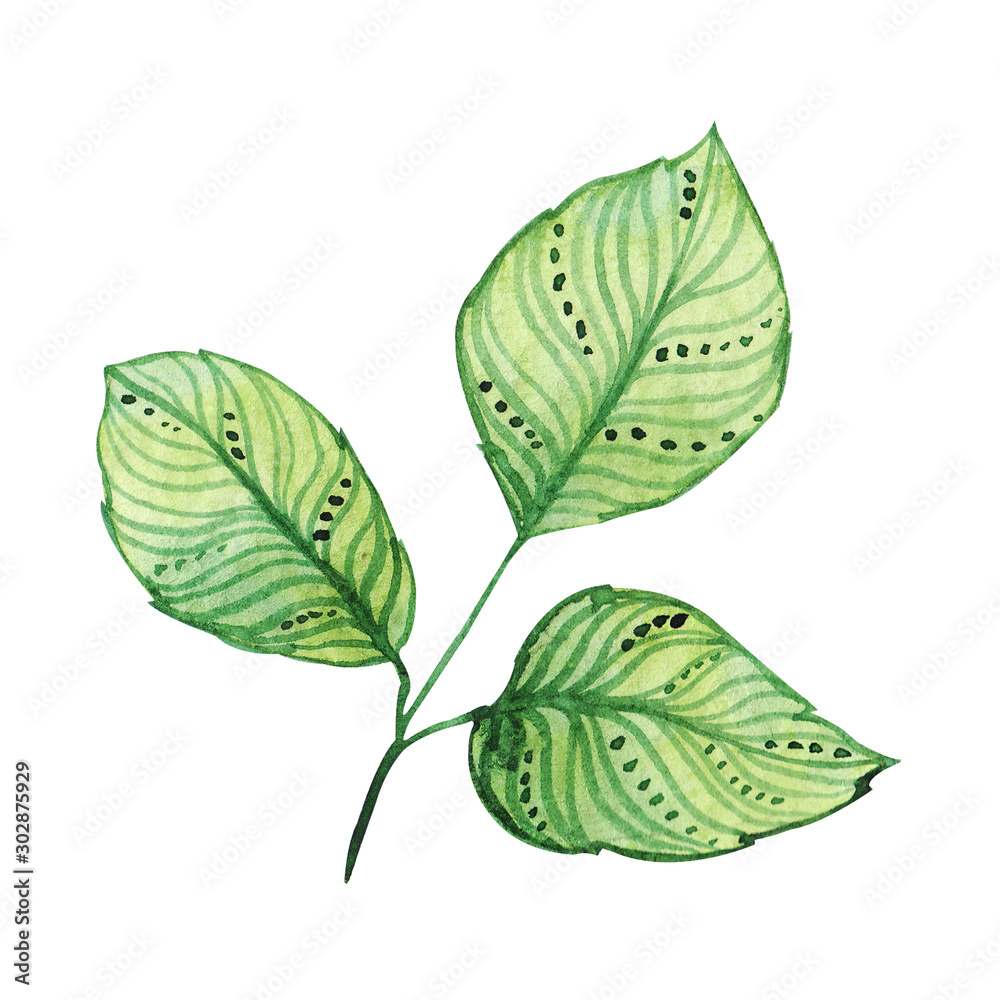 Obraz premium Watercolor green leaves. handpainted illustration, isolated on white background. trendy greenery, foliage, design for invitation, greeting card, prints, wallpaper