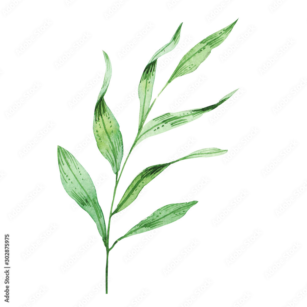 Obraz premium Watercolor green leaves. handpainted illustration, isolated on white background. trendy greenery, foliage, design for invitation, greeting card, prints, wallpaper