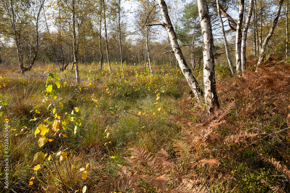 Fototapeta premium Venner Moor, Münsterland, Nordrhein-Westfalen, Deutschland, Europa
