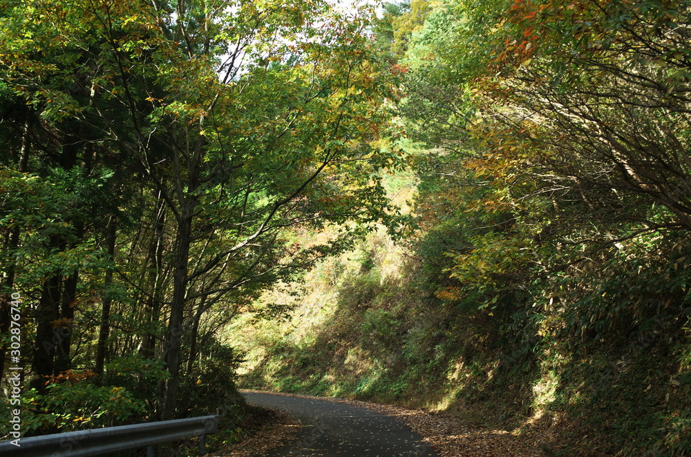 Obraz premium 日本の秋の美しい紅葉