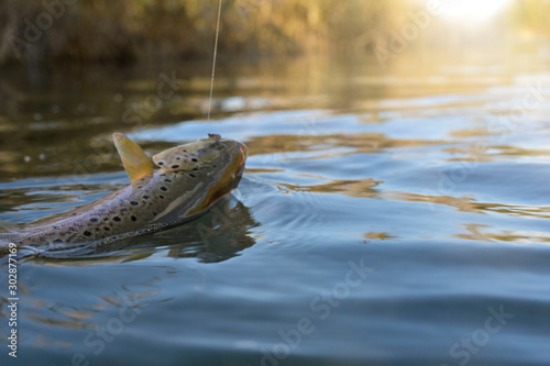 taking a big brown trout in the fly