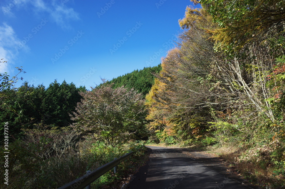 日本の秋の美しい紅葉