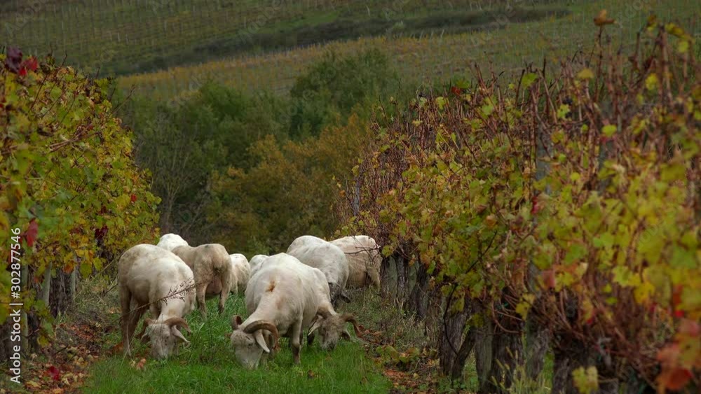 Sustainable development, Flock of sheep grazing grass in Bordeaux Vineyard Sustainable development, Flock of sheep grazing grass in Bordeaux Vineyard