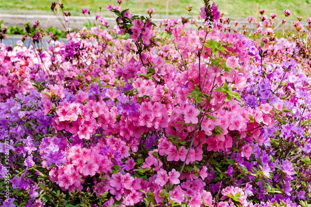 Violet and pink azaleas bloossoming near pond in city park Violet and pink azaleas bloossoming near pond in city park