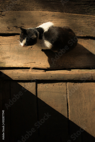 cat on the wooden floor, graphic, photo