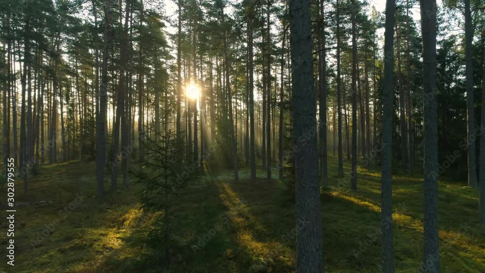 Forest at sunrise sunbeam light rays and morning fog dolly drone shot Forest at sunrise sunbeam light rays and morning fog dolly drone shot