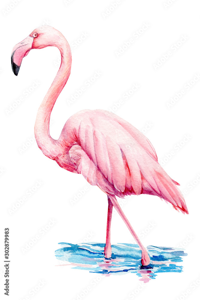 Learn How to Draw a Cartoon Flamingo (Cartoon Animals) Step by Step :  Drawing Tutorials