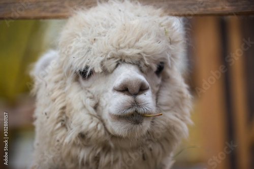 Closeup portrait of an adorable cute white curly shagged female alpaca with with an amusing headdress chewing a dry leaves with wonky teeth and looking at the camera. Vicugna pacos. © Natalia
