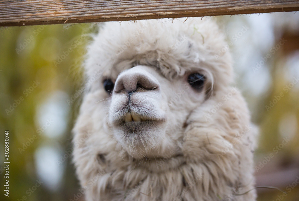 Closeup portrait of an adorable cute white curly shagged female alpaca with with an amusing headdress chewing a dry leaves with wonky teeth and looking at the camera. Vicugna pacos. Closeup portrait of an adorable cute white curly shagged female alpaca with with an amusing headdress chewing a dry leaves with wonky teeth and looking at the camera. Vicugna pacos.