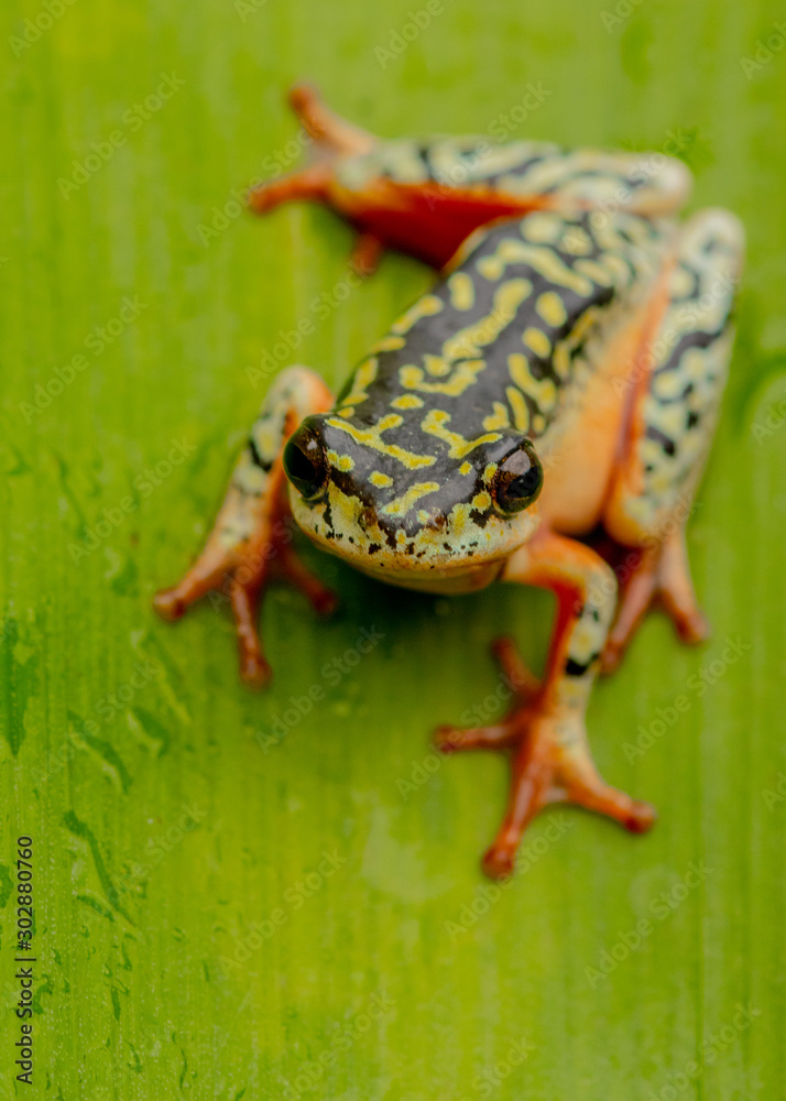 Obraz premium painted reed frog