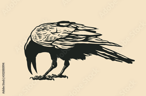Black Raven. vector illustration