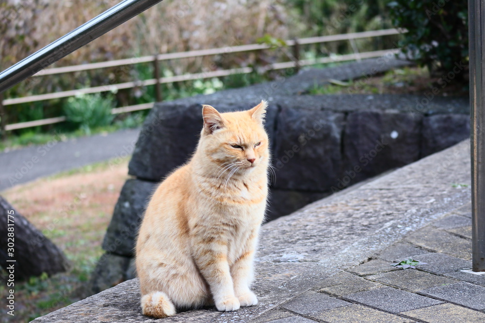 Obraz premium Cat