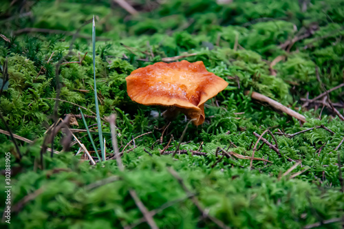 Pilz Kampfermilchling, Lactarius camphoratus photo