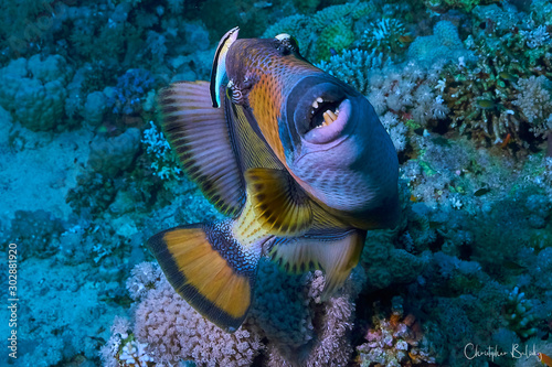 Trigger fish photo