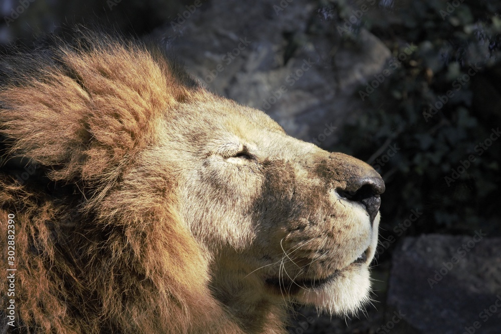 Fototapeta premium leone al sole