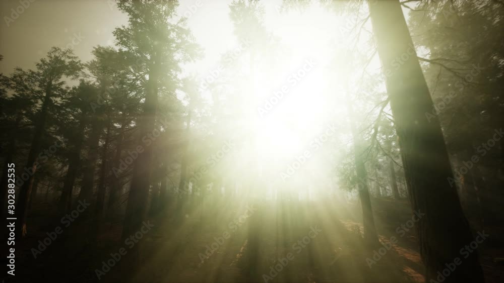 Redwood Forest Foggy Sunset Scenery Redwood Forest Foggy Sunset Scenery