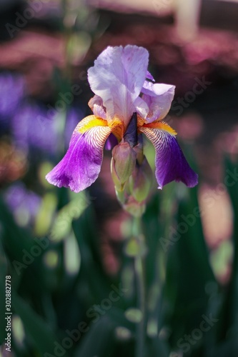 Lovely Purple Iris