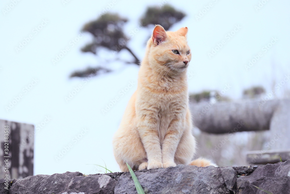 Cat Cat