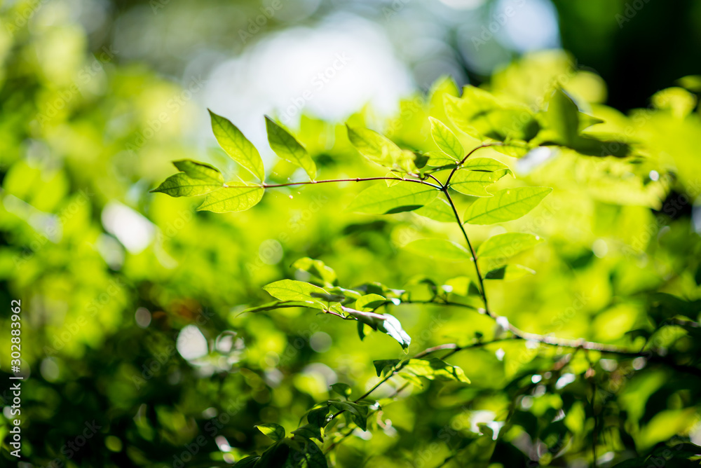 Abstract, nature Green leaf background and beautiful wallpaper. Abstract, nature Green leaf background and beautiful wallpaper.