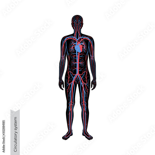 circulatory system anatomy