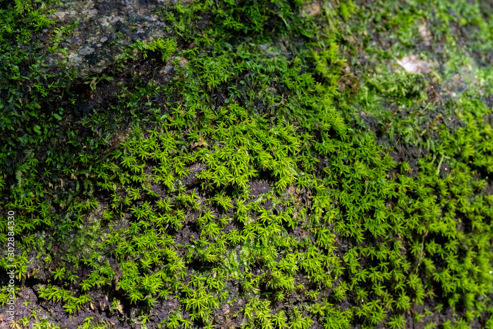 close up of green moss in nature background.
