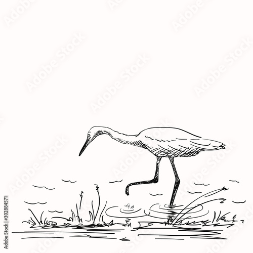 Sketch of white heron hunting, Hand drawn vector illustration