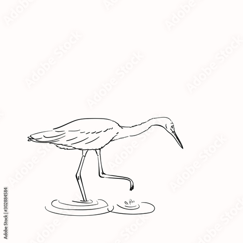 Sketch of white heron hunting, Hand drawn vector linear illustration