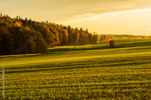 forest border with lush green pasture and colourful clouds in warm golden hour sunset light in the evening of November