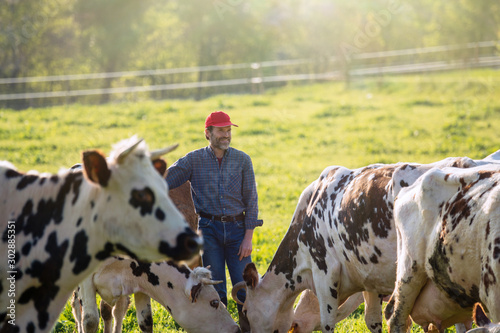 Fotografia, Obraz Farmer in his field caring for his herd of cows