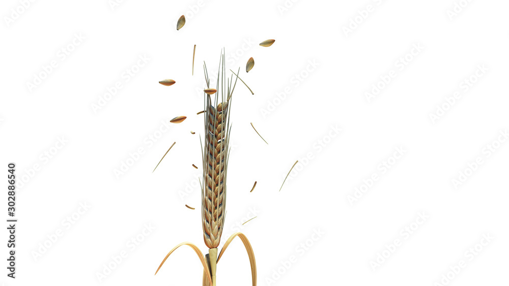3D Rendering of barley ears bounce falling off the trunk over a white background. 3D Rendering of barley ears bounce falling off the trunk over a white background.