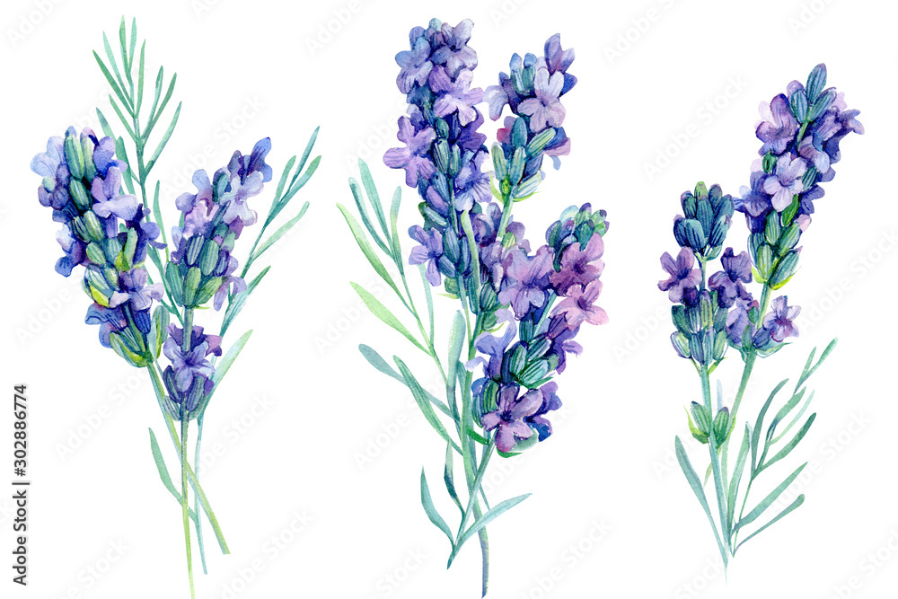 Obraz premium set watercolor lavender flowers illustration on isolated white background
