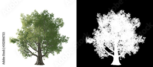 Isolated big tree on white background with many leaf (luma matte alpha channel)