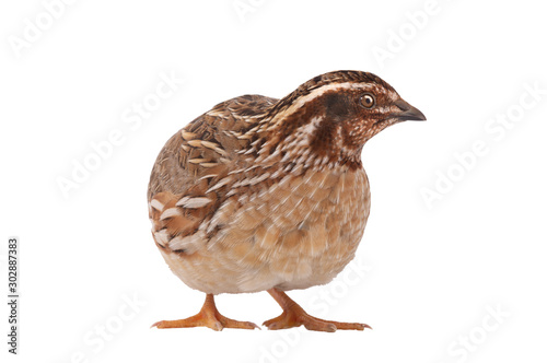 wild quail ( Coturnix coturnix) isolated on a white background