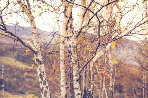 Autumn background with birch tree © 2207918