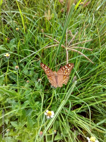 butterfly on green grass