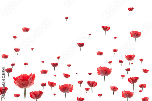 Fototapeta Naklejka Na Ścianę i Meble -  fondo aislado de flores rojas cayendo 
