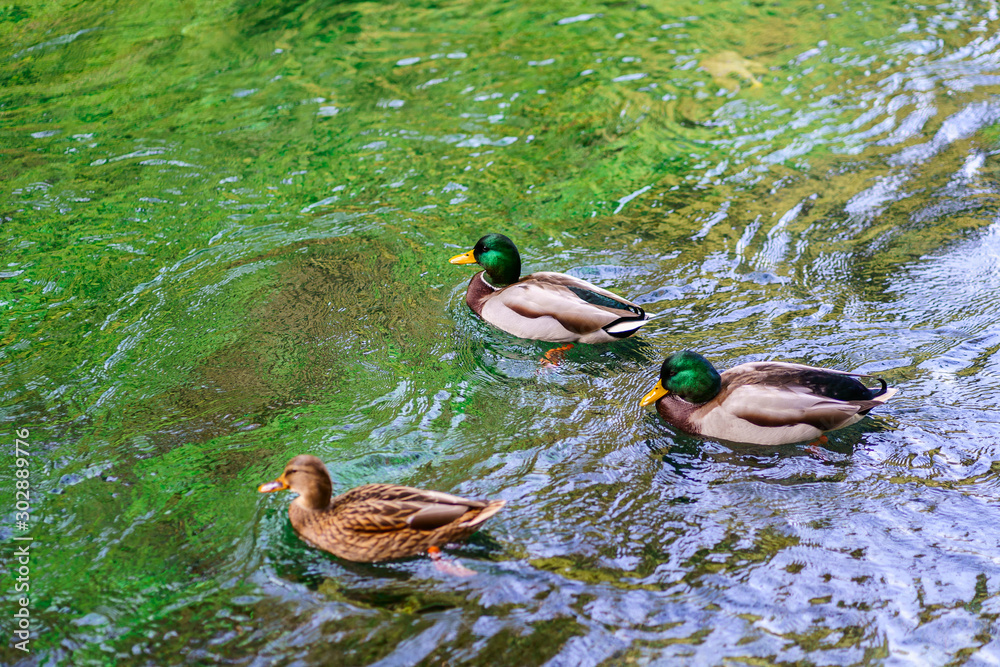 Canards colvert, mâle et femelle dans la rivière.