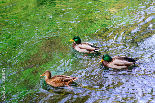 Obraz na płótnie Canards colvert, mâle et femelle dans la rivière. w salonie