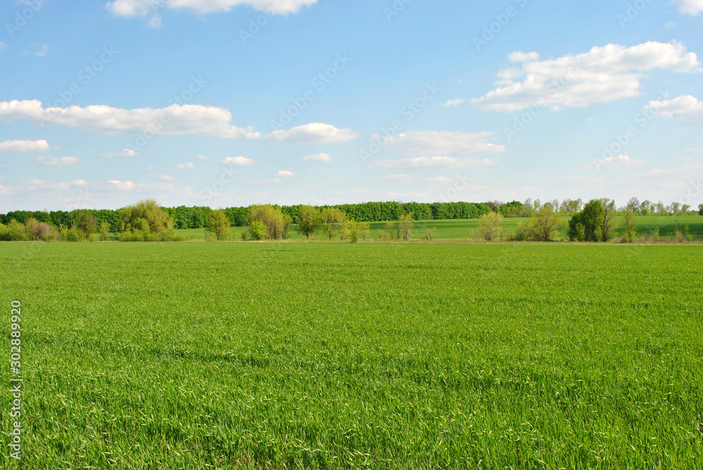 Field of green wheat (rye) rows on the edge of trees line, cloudy sunny sky, spring in Ukraine