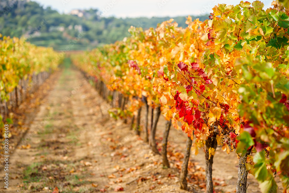 Les vignobles en automne, colorés en jaune, rouge, orange. Provence, France.