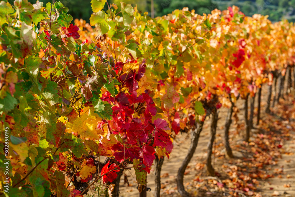 Les vignobles en automne, colorés en jaune, rouge, orange. Provence, France.